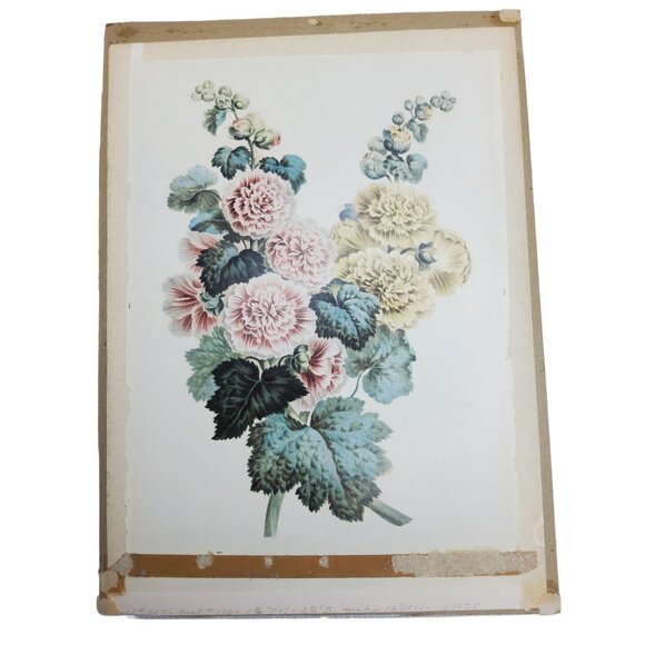 vintage john edwards hollyhock art print - Picture 1 of 1